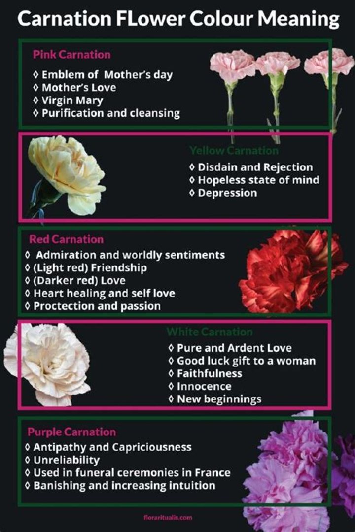 Enchanting Real Carnations: The Ultimate Symbol Of Beauty And Grace