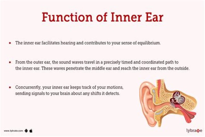 The Ultimate Guide To Ear Function: Functions, Anatomy, And More